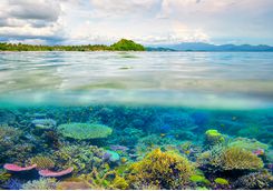 Lombok coral reef