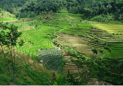fields from amanjiwo
