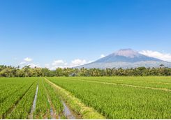 rice field java