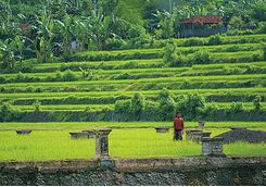 amankila rice terraces bali