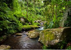 ubud river