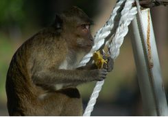 amanwana monkey