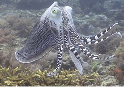 amanwana octopus