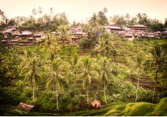a rice plantation village in Bali