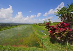 rice terrace field in bali