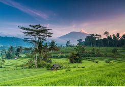 bali rice terrace field