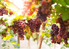 italian grapes