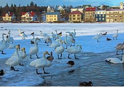 Geese on frozen Reykjavik Lake
