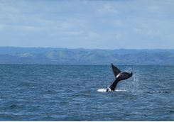 Whale watching in Snaefellnes