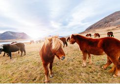 Horses in Iceland