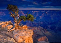 Tree perched on a cliff