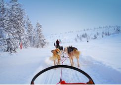Enjoy a ride pulled by huskies