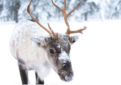 Spot a reindeer