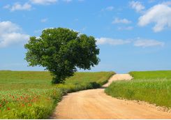 Image of a Country Road, Puglia