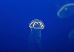 Cross Jellyfish