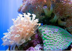 Tropical Fish