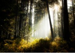Sunbeam in Sierra Forest