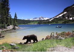 Yosemite National Park Black Bear