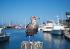 Seabird on Morro Bay