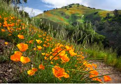 santa barbara on mountain trail