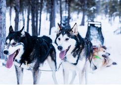 Huskies are ready to pull the ride