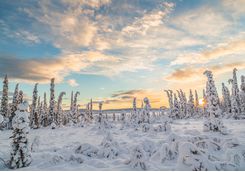 Scenic views of the snowy forest