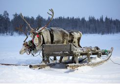 Charming sami reindeer are ready to take you on your trip