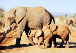 Elephants, South Africa