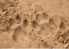 Lion tracks