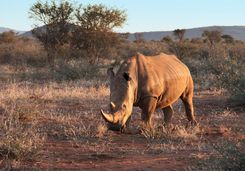 Safari Experience