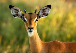 Impala spotting