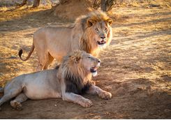 Lions spotting
