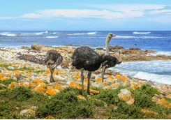 Ostrich, Cape Point