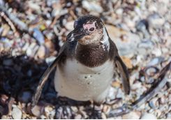 Penguin, South Africa