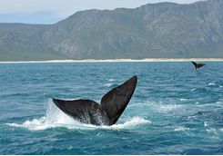 Whale tail, Hermanus