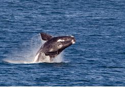 Whale watching