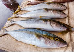 fresh fish