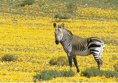 bushamns kloof zebra