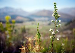 franschhoek plantlife