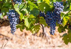 franschhoek winery grapes