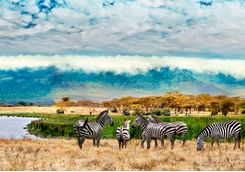 ngorongoro conservation area zebras