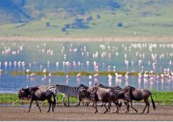 wildebeest and flamingos