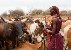 maasai cattle