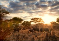 tarangire elephants sunrise