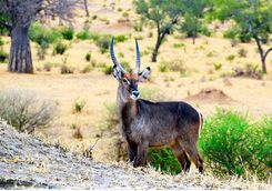 antelope tarangire