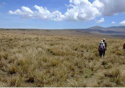 walking safari