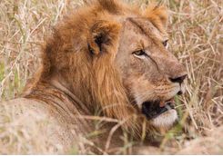 close up lion shot
