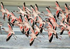 ngorongoro flock of flamingo