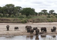 elephants in tarangire