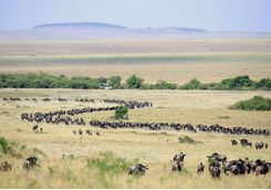 wildebeest migration herd